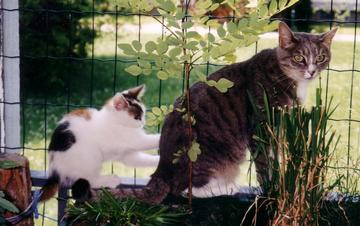 files/_uploads/katatjuta/bilder/Katzen/145[1].jpg